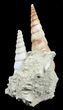 Fossil Gastropod (Haustator) Cluster - Damery, France #56377-1
